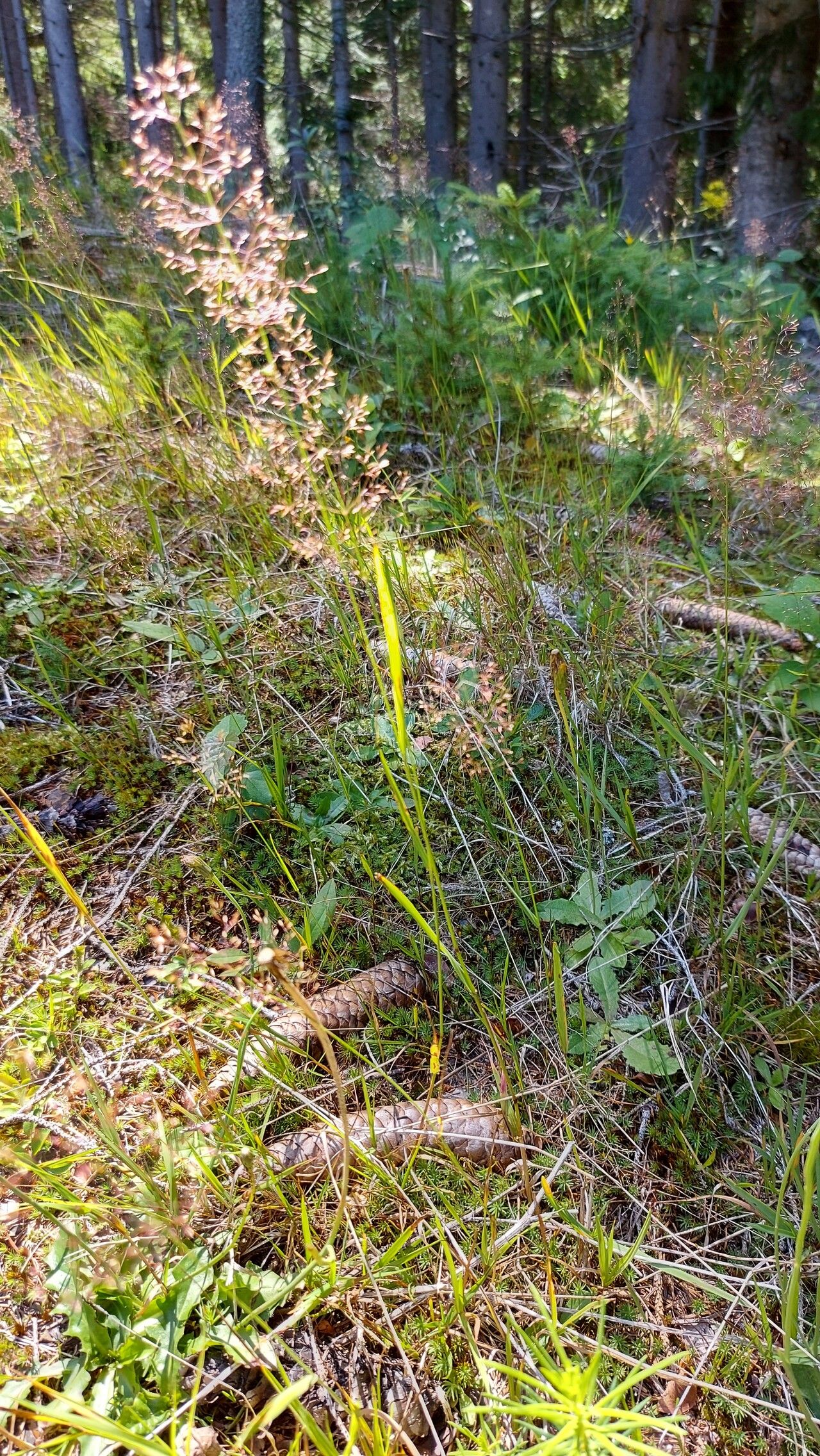 Agrostis gigantea flower