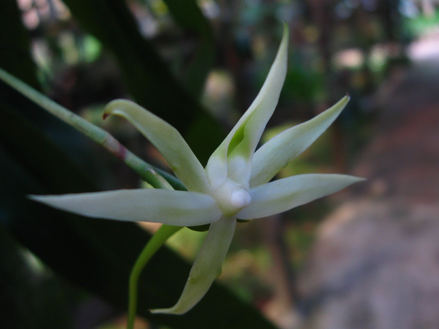 Angraecum reygaertii flower