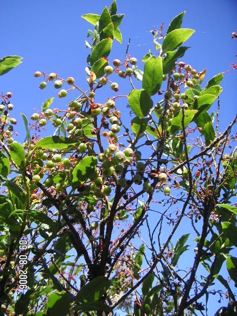 Vaccinium padifolium fruit