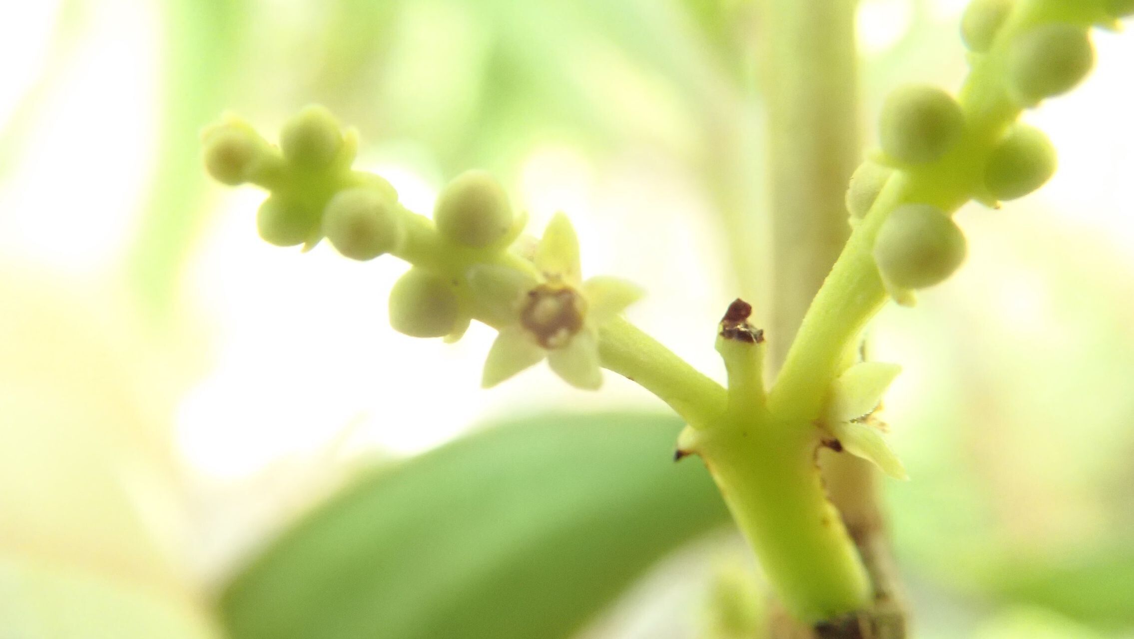 Elaphanthera baumannii flower