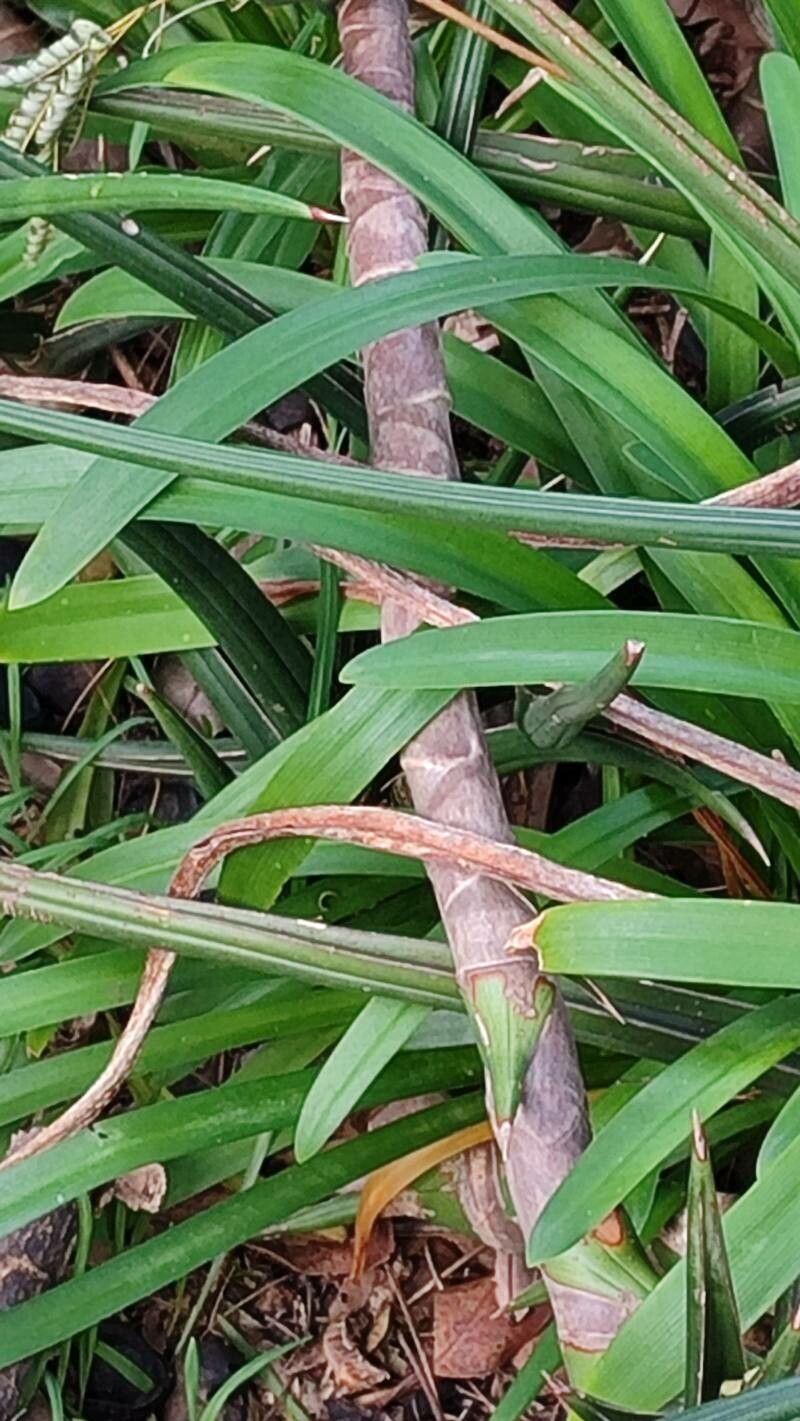 Dracaena downsii bark