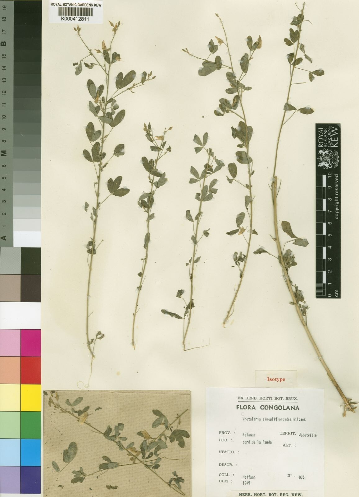 Crotalaria singulifloroides — houseplant care guide