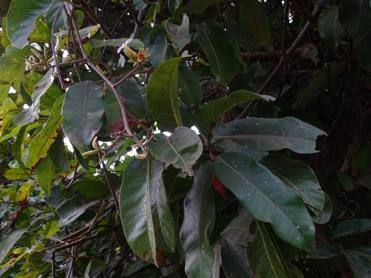 Saba senegalensis leaf
