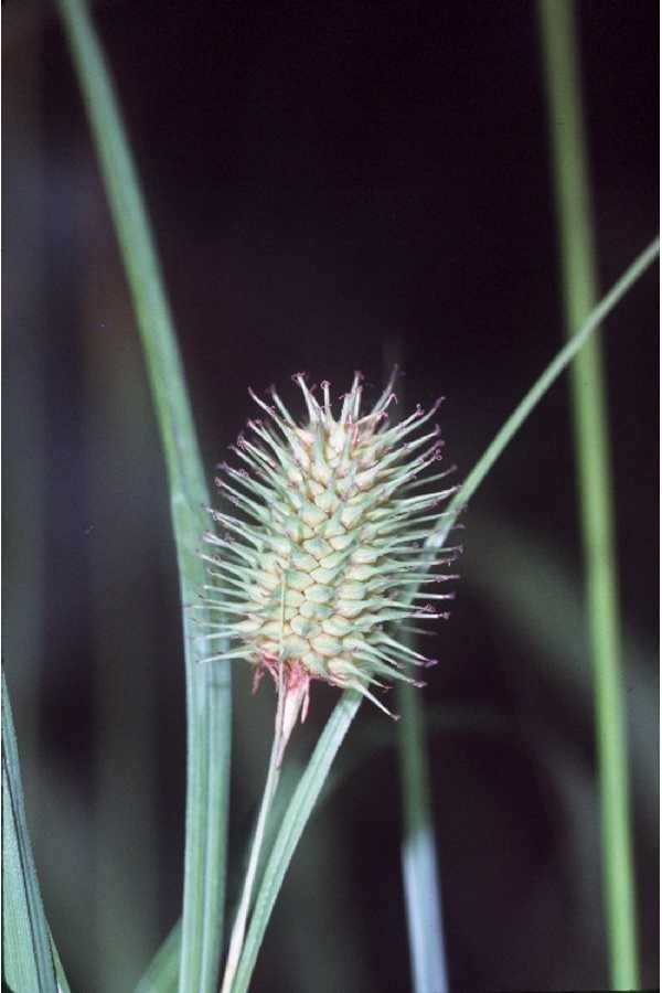 Carex squarrosa fruit