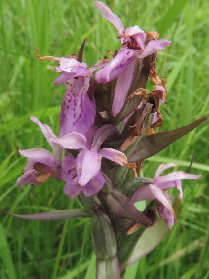 Dactylorhiza incarnata subsp. incarnata x Orchis purpurea — search result for 'Dactylorhiza'