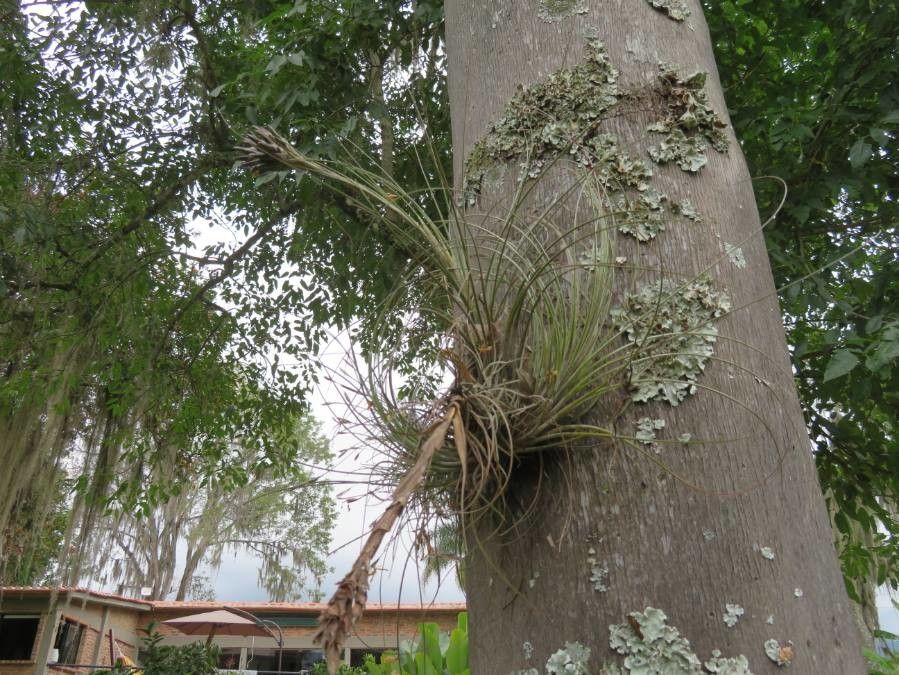 Tillandsia fasciculata bark