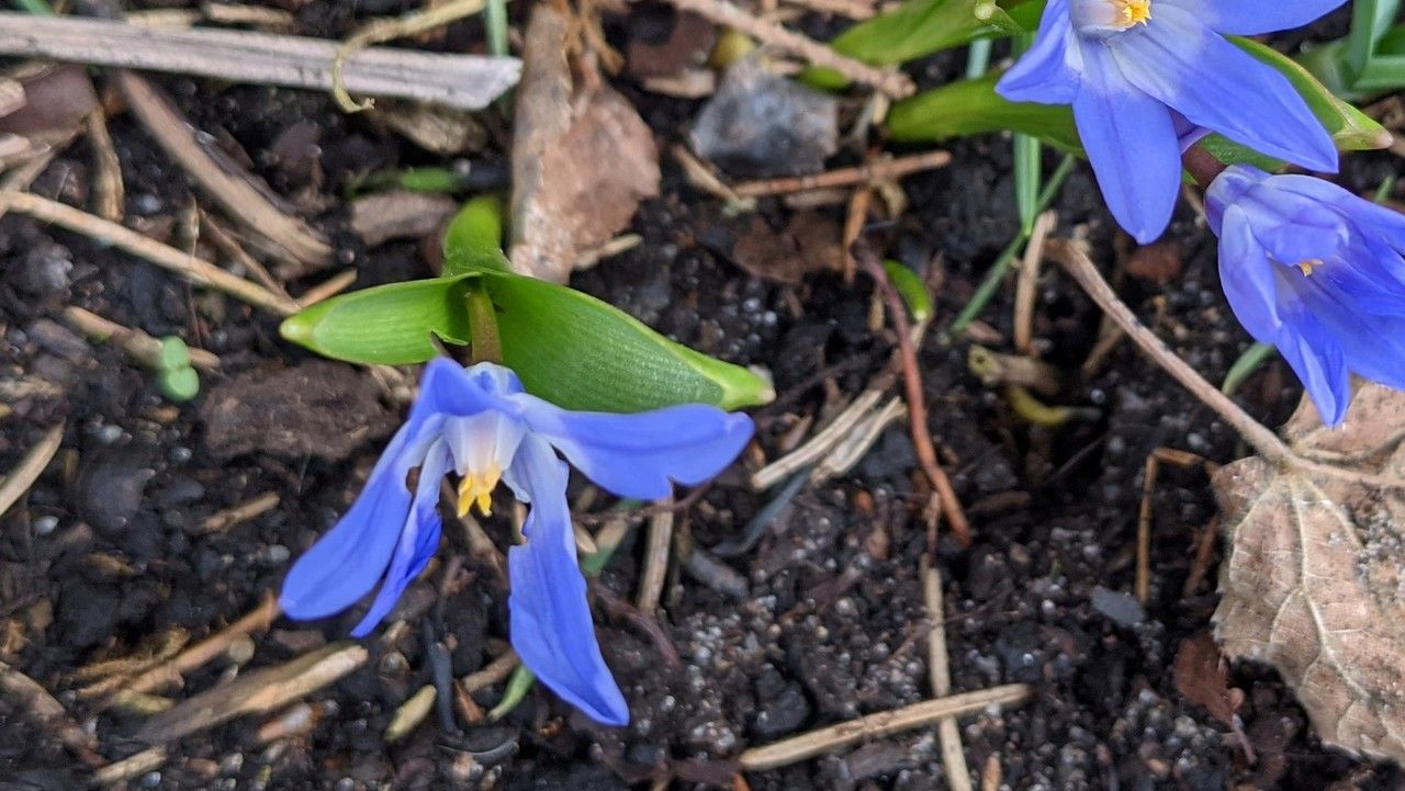 Chionodoxa luciliae — search result for 'Scilla'