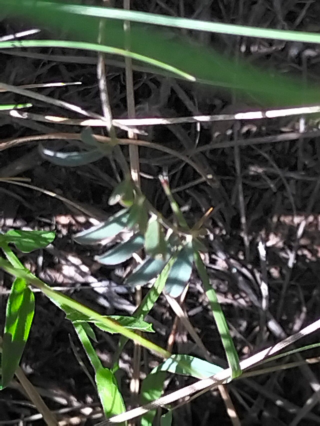 Tephrosia capensis — search result for 'Tephrosia'