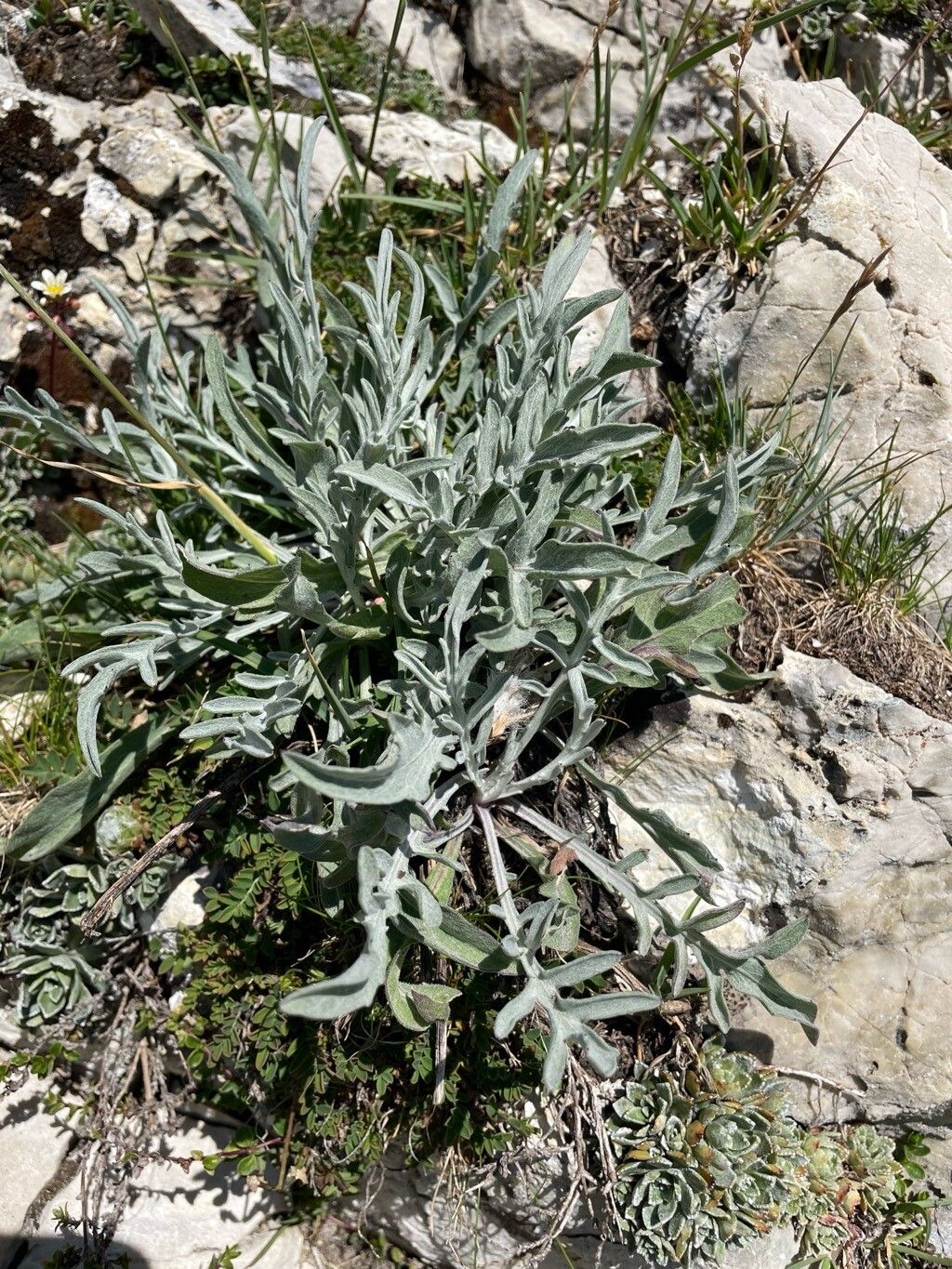 Centaurea ambigua — houseplant care guide