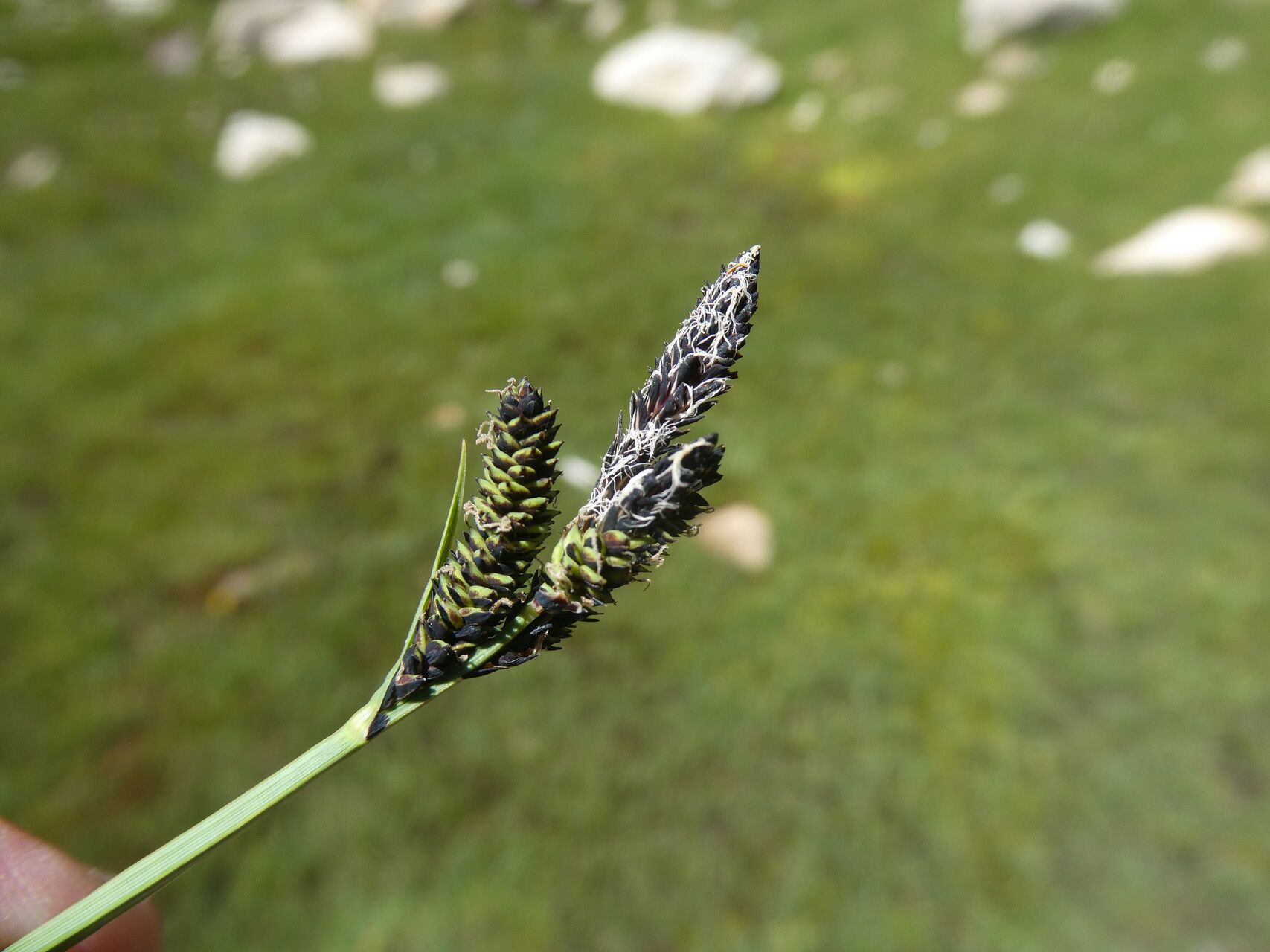 Carex atrata flower