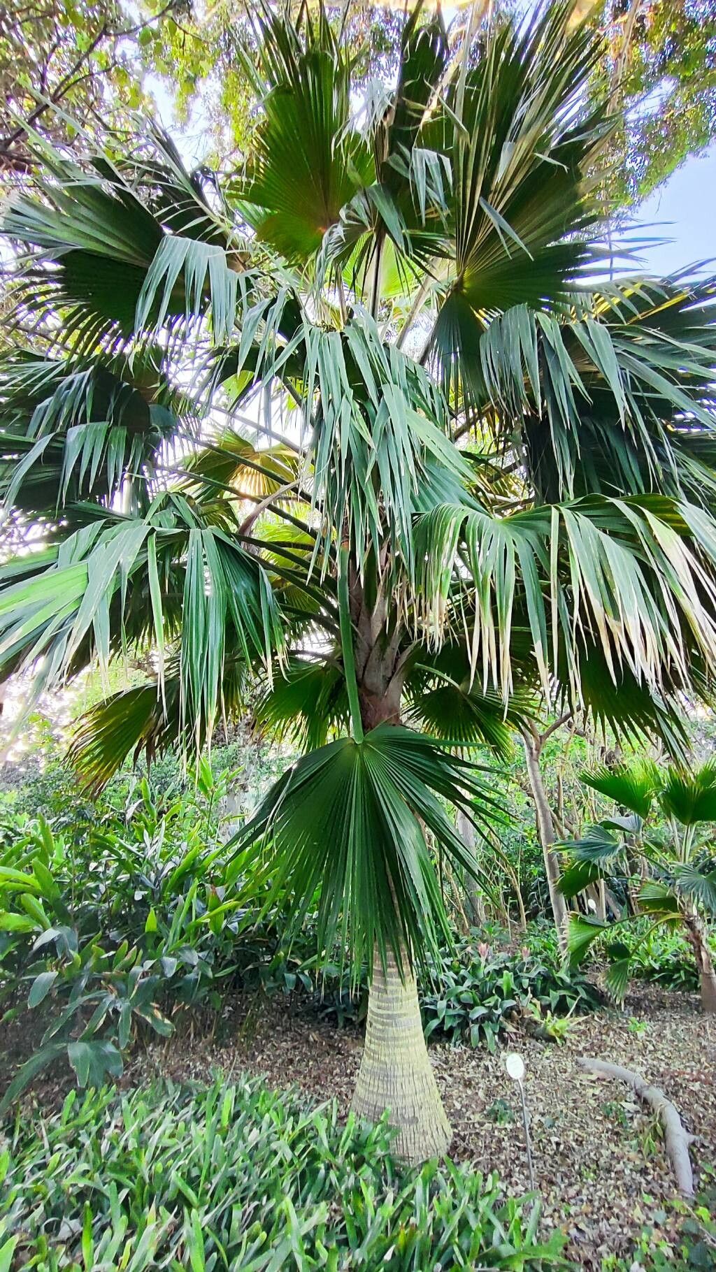 Pritchardia munroi habit