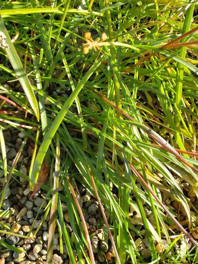 Dianthus integer — houseplant care guide