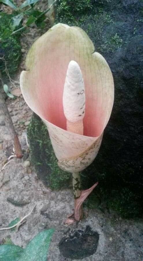 Amorphophallus bulbifer flower