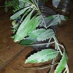 Baccharis halimifolia