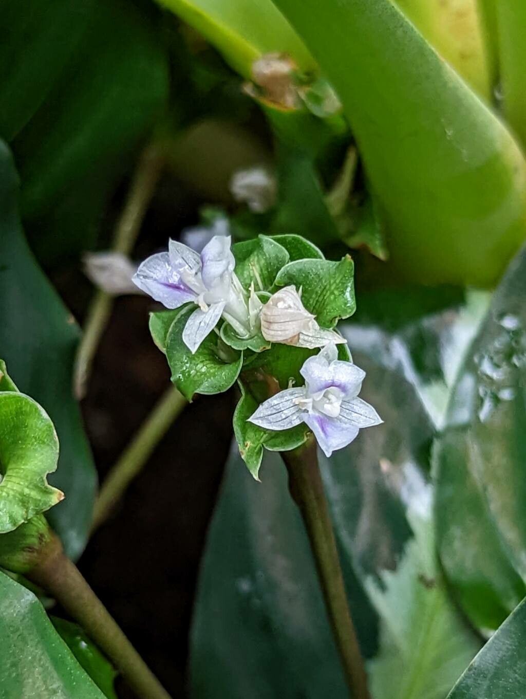 Goeppertia undulata flower