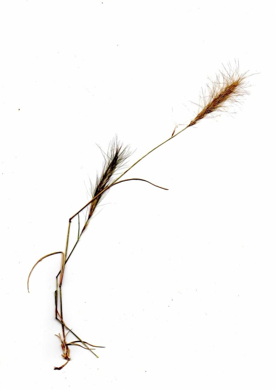 Aristida congesta other