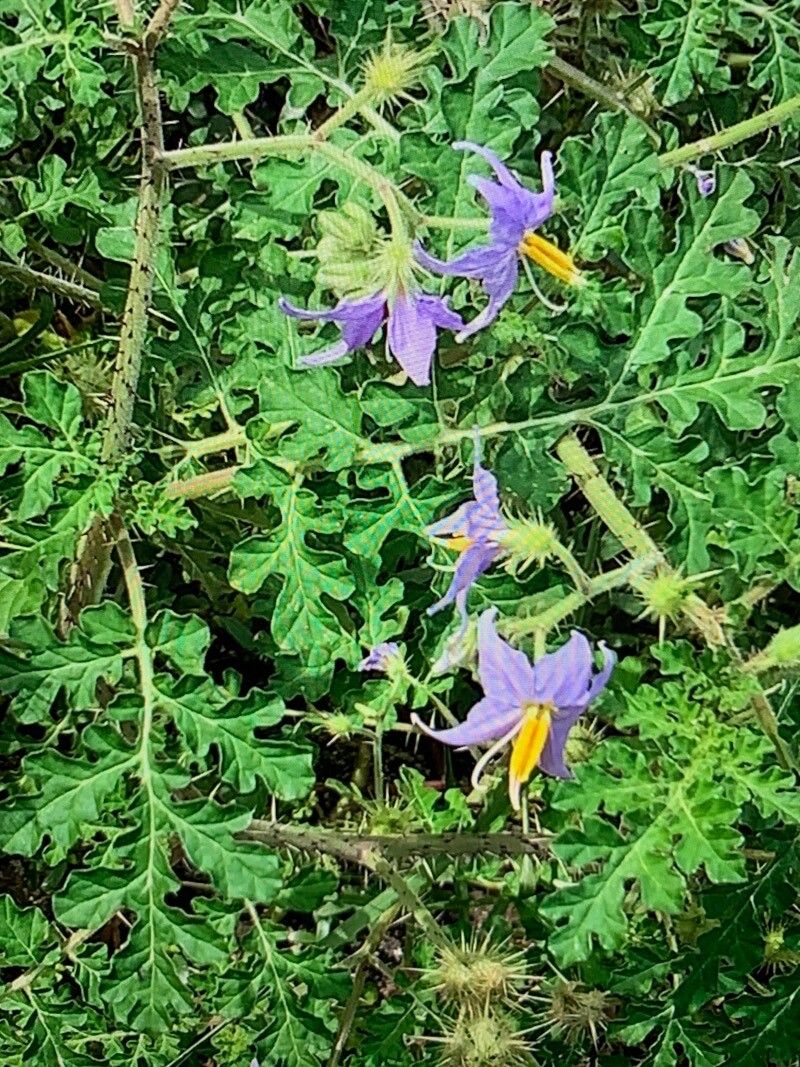 Solanum citrullifolium — search result for 'Solanum'