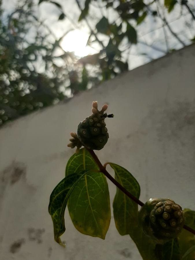 Morinda royoc fruit