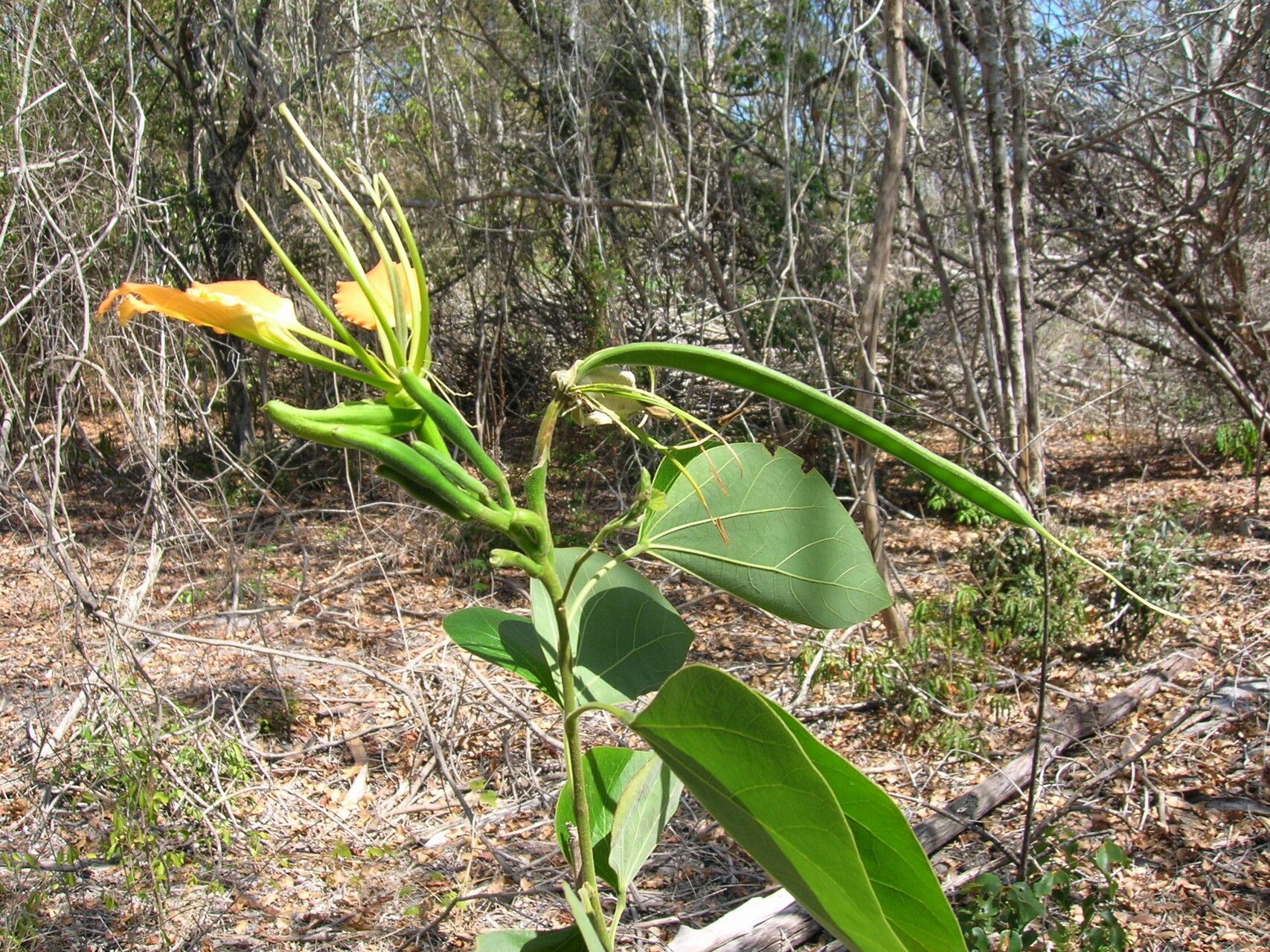 Bauhinia aurantiaca — related species from the same genus