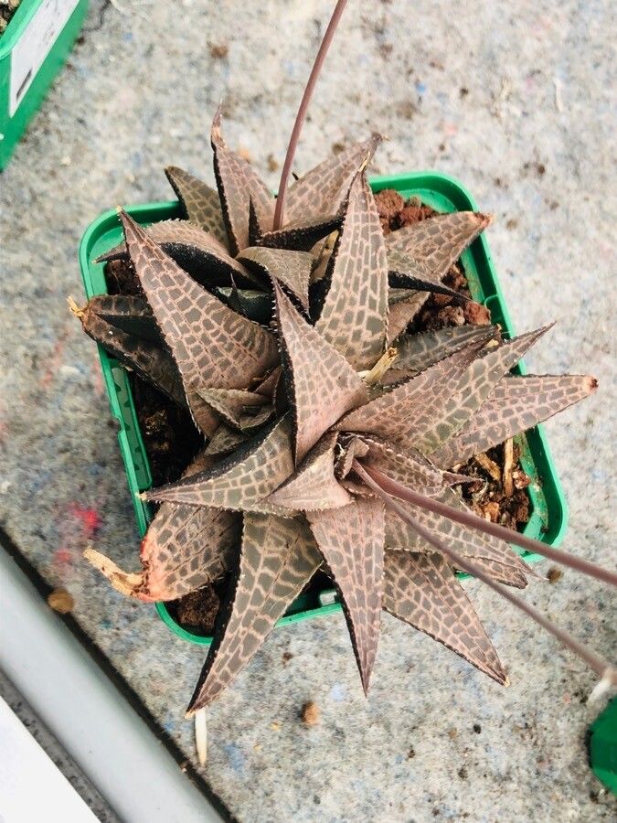 Haworthia tessellata leaf