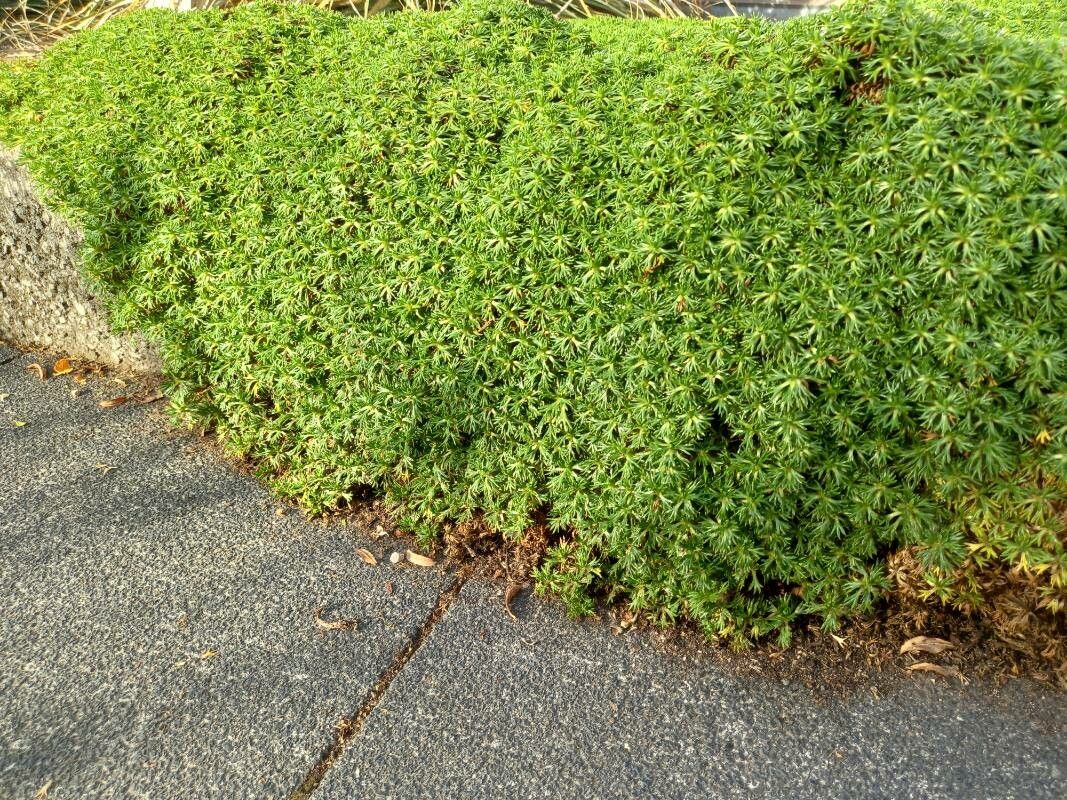 Azorella trifurcata habit