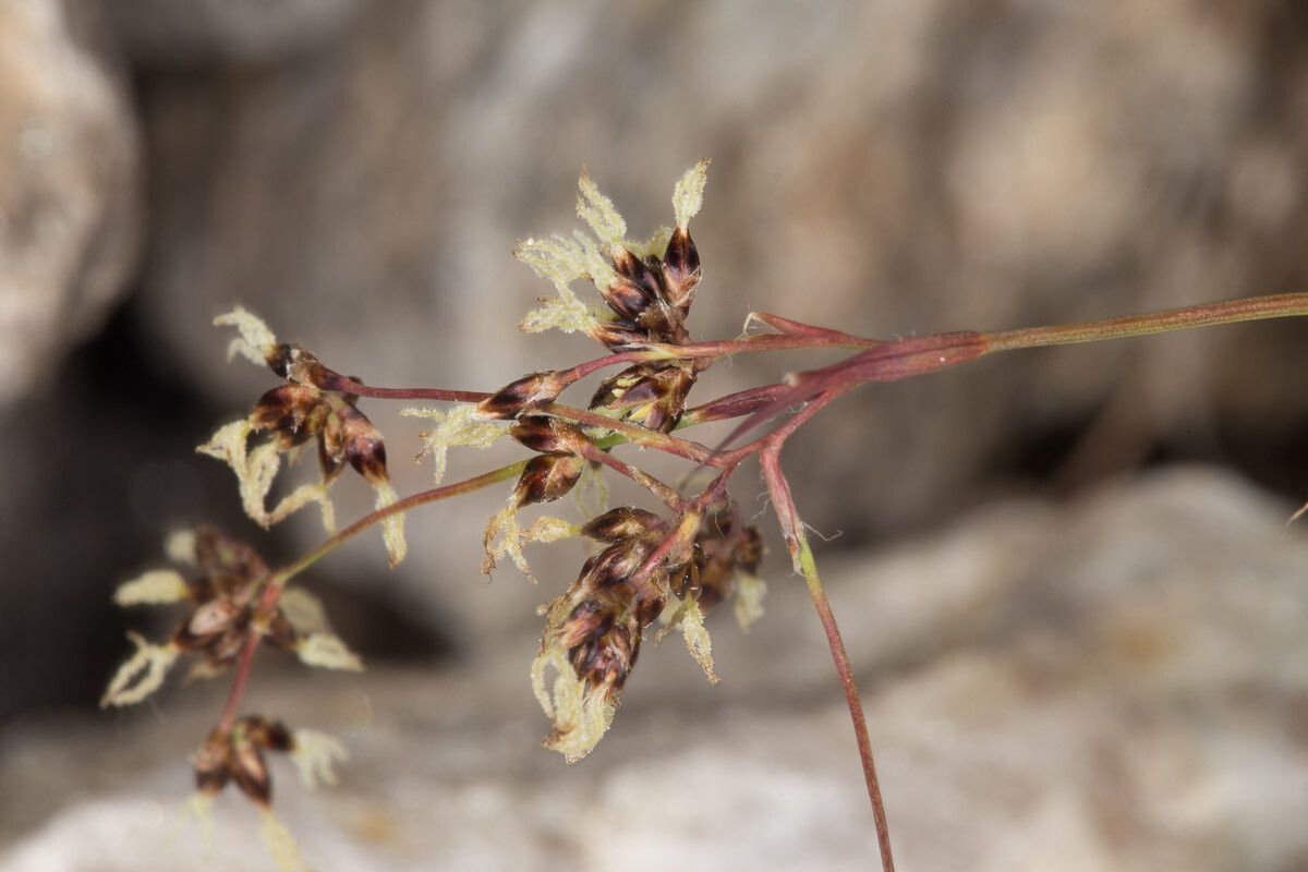Luzula alpinopilosa flower
