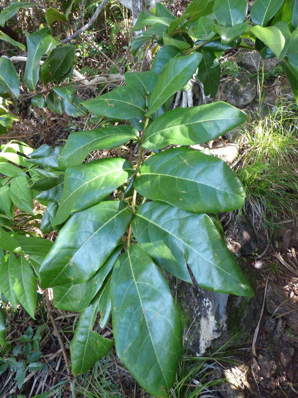 Cnestis polyphylla leaf