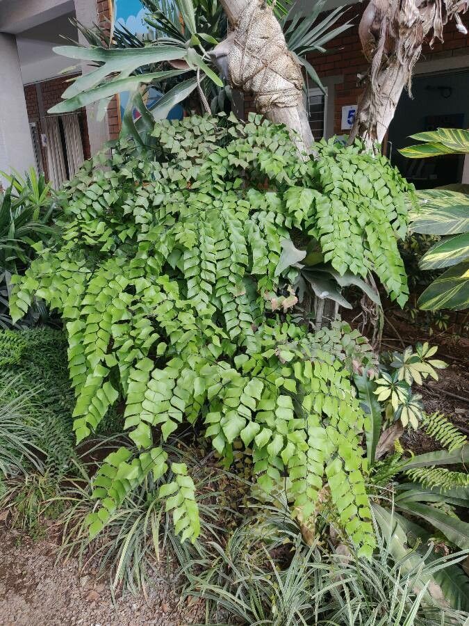 Adiantum peruvianum habit