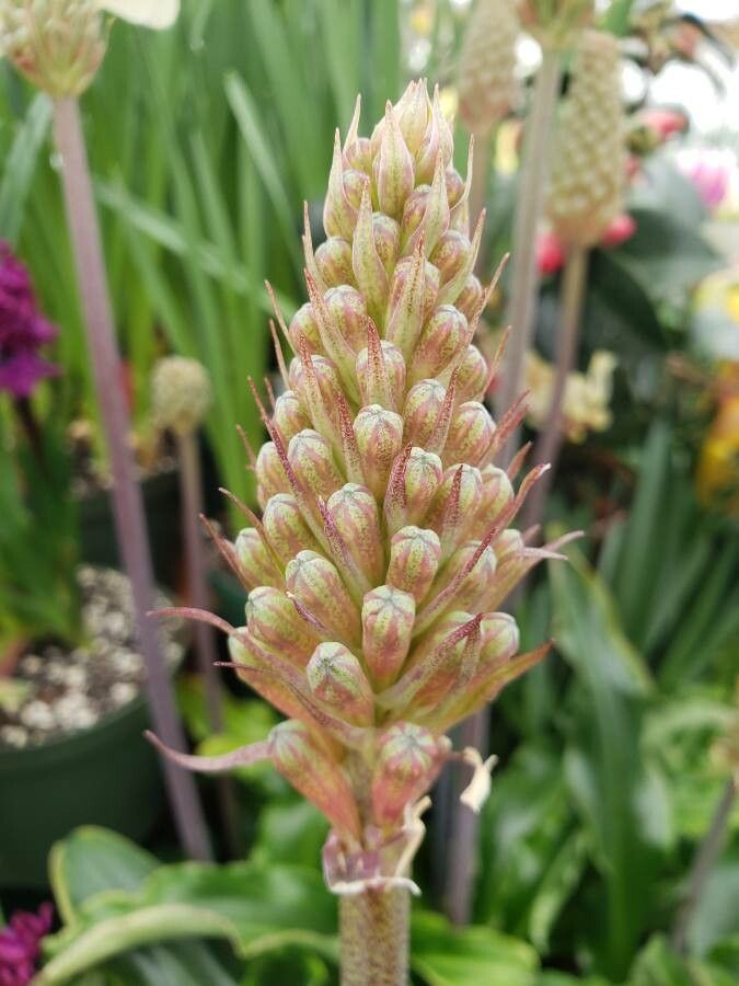 Veltheimia bracteata fruit