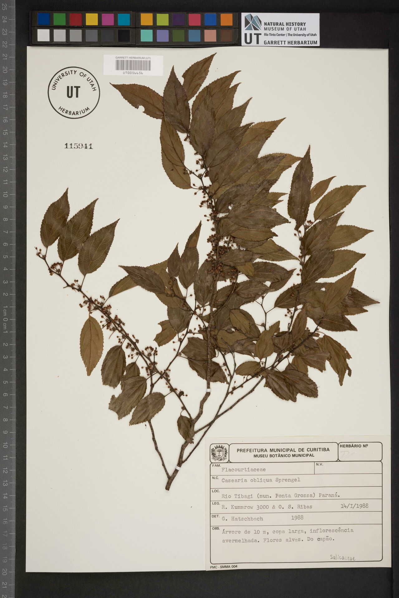 Casearia obliqua other