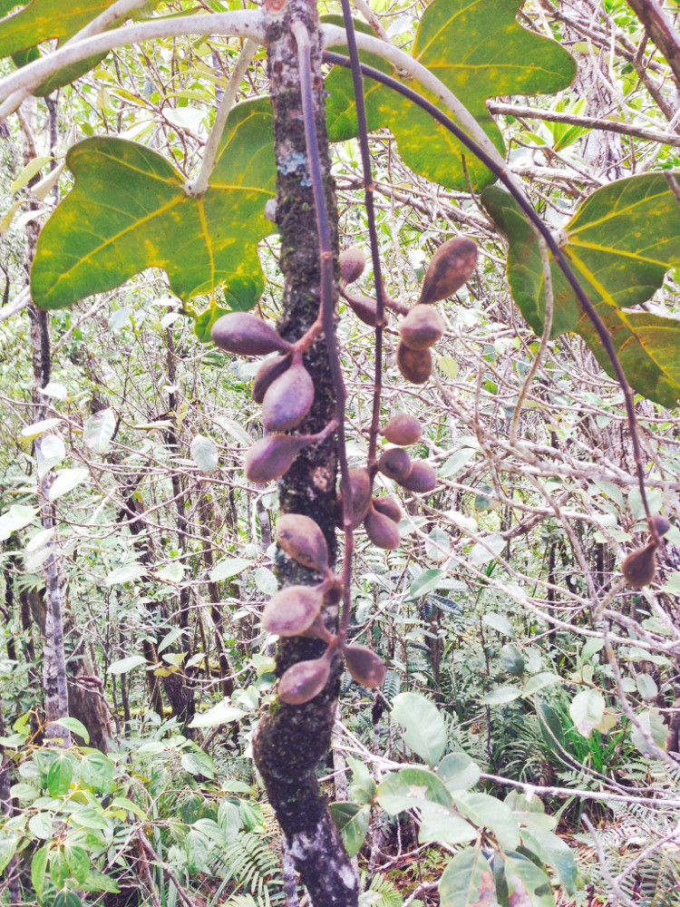 Acropogon bosseri fruit