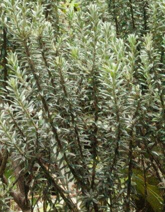 Phylica nitida — houseplant care guide