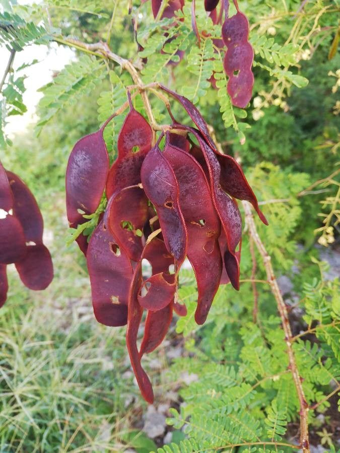 Acacia gaumeri fruit