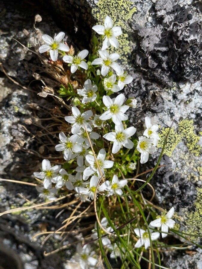 Arenaria tenella — houseplant care guide