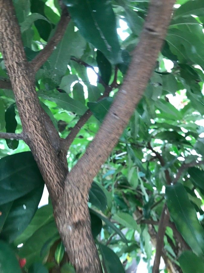 Elateriospermum tapos bark