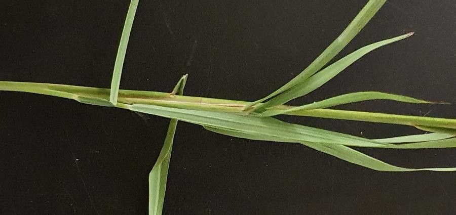 Andropogon schirensis flower