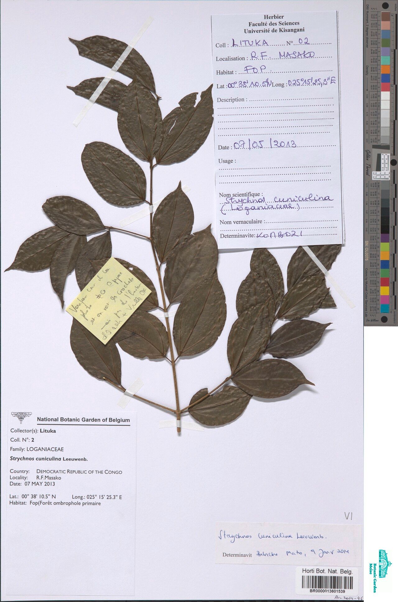 Strychnos boonei — houseplant care guide