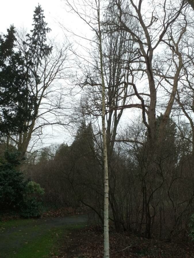 Betula litwinowii habit