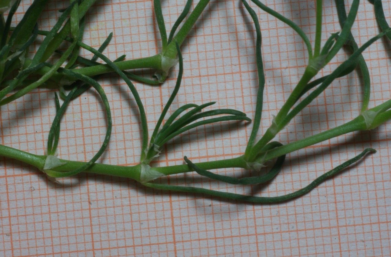 Spergularia heldreichii other