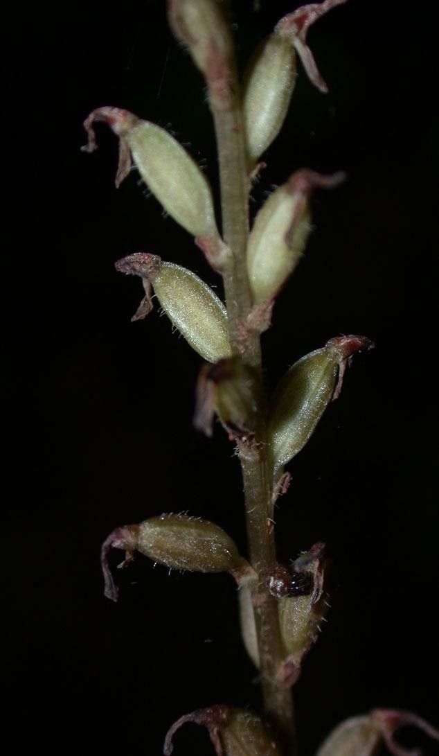 Microchilus tridax fruit