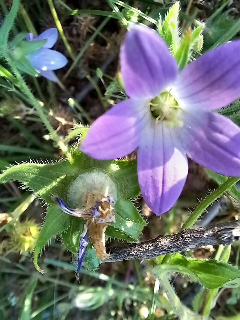 Campanula phrygia — houseplant care guide