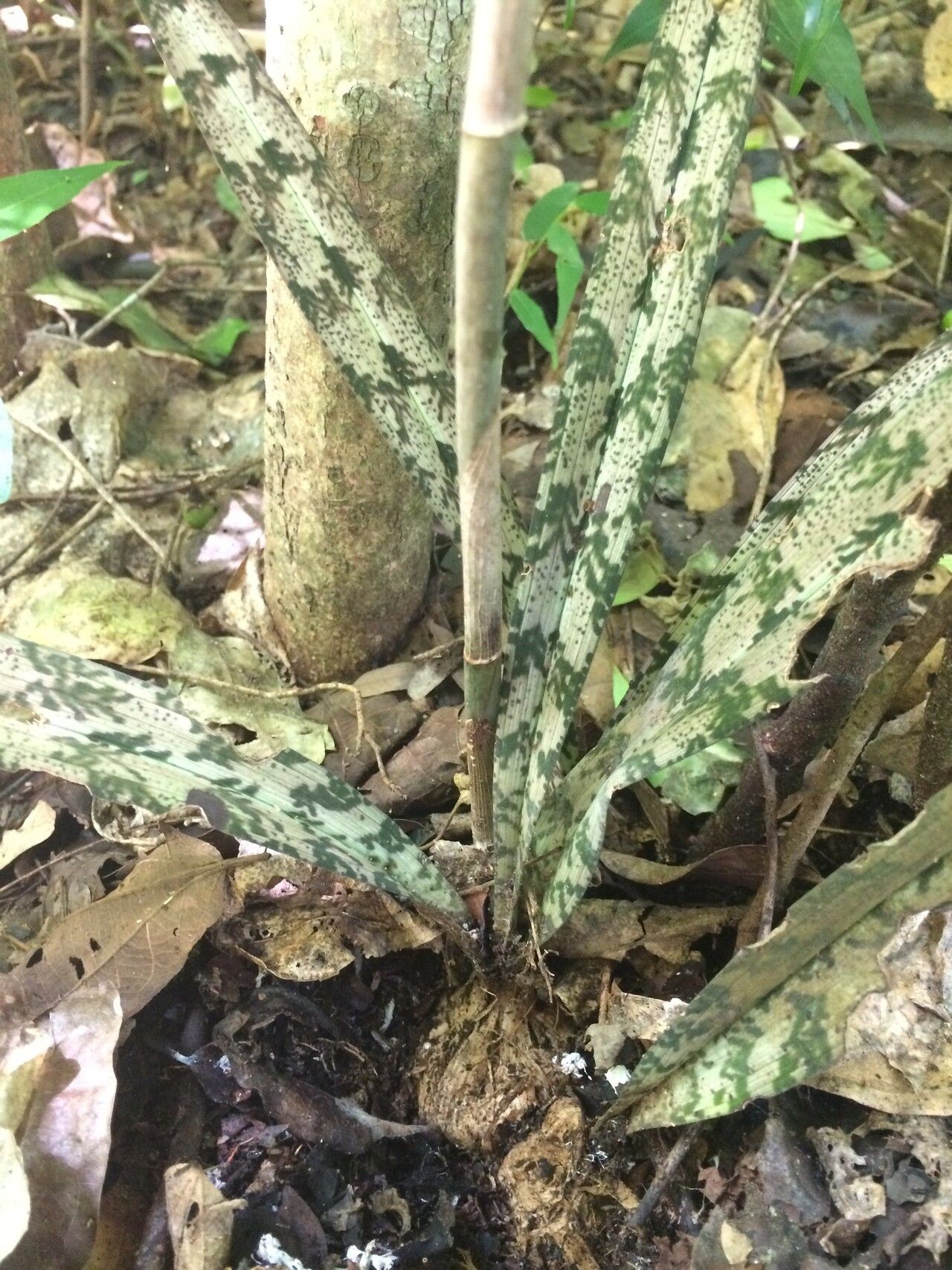 Eulophia spathulifera — houseplant care guide