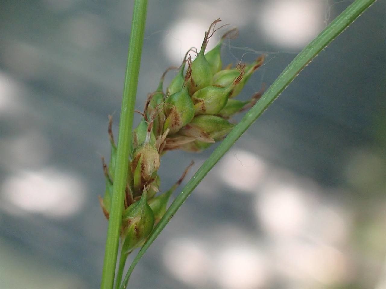Carex distans fruit