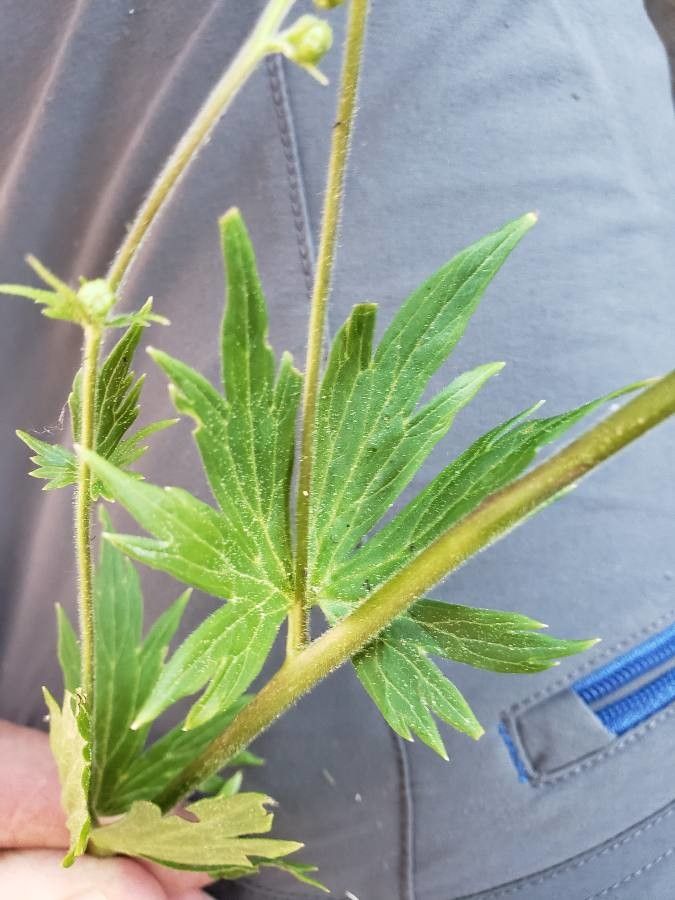 Aconitum columbianum leaf
