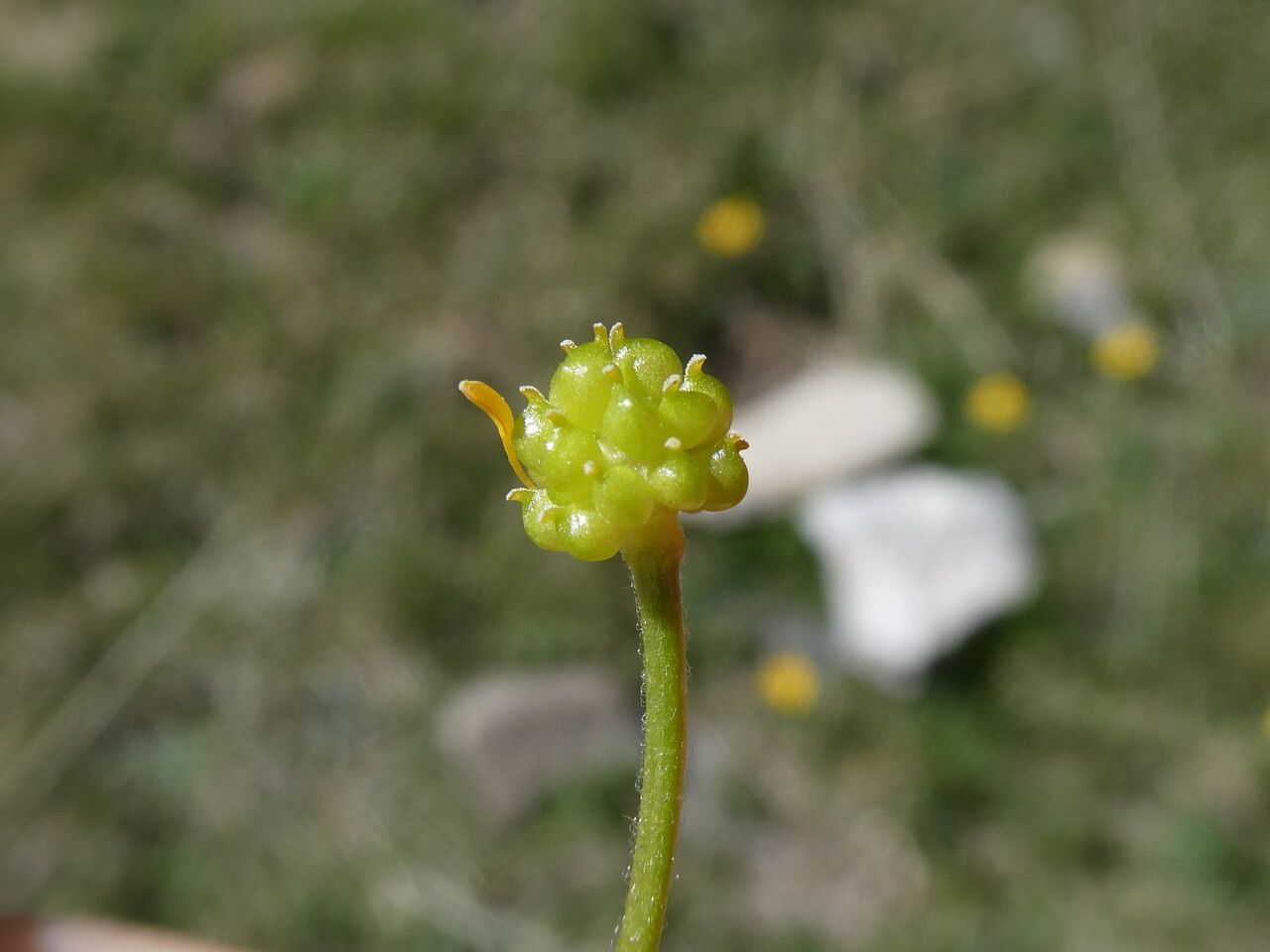 Ranunculus auricomus fruit
