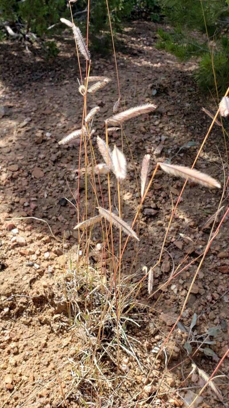 Bouteloua gracilis flower