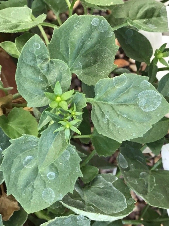 Campanula isophylla — chalky soil houseplant