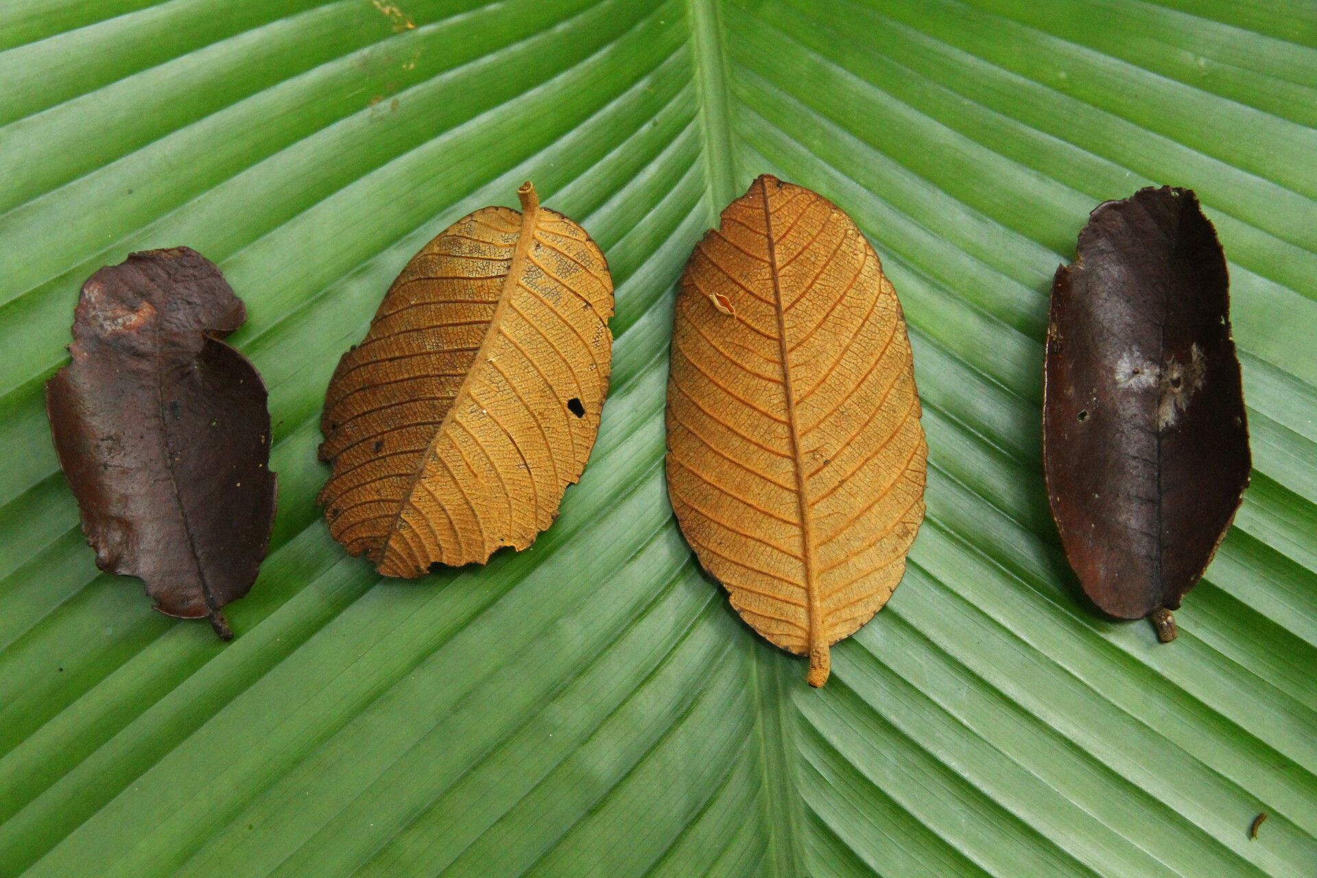 Parinari hypochrysea — houseplant care guide