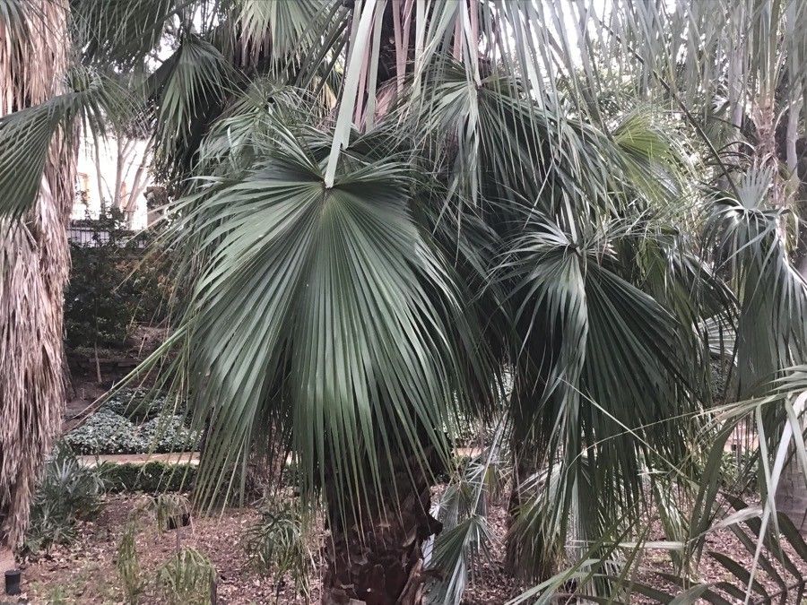 Sabal yapa — search result for 'Belize'