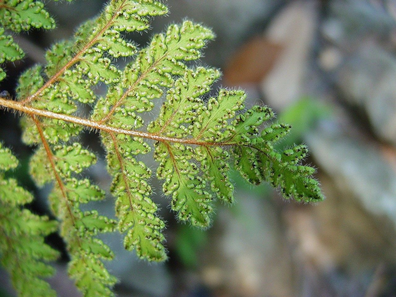 Hemionitis leucopoda leaf